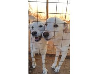 CUCCIOLI SIMIL LABRADOR 18 MESI