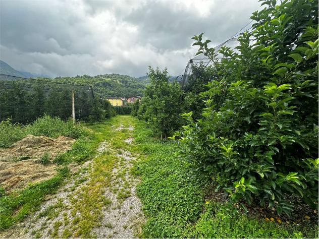 V000421 - TERRENO AGRICOLO DI 6,9 ETTARI IN VENDITA A RONCEGNO TERME - Foto 5