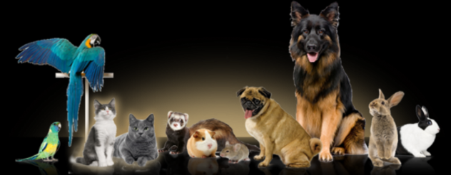 allevatori amatoriali animali da compagnia