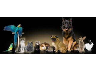 allevatori amatoriali animali da compagnia