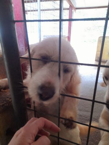 CIUFFO 3 ANNI 30 KG - Foto 3
