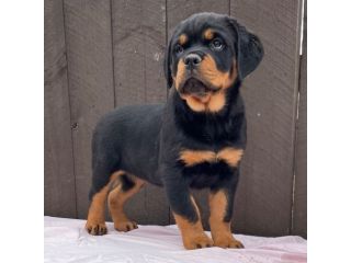 Cuccioli di Rottweilers