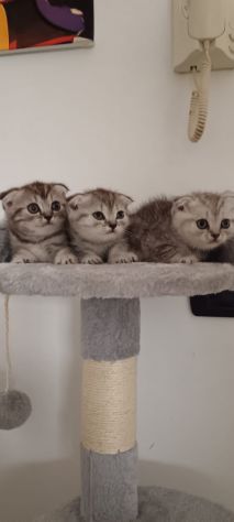 Cuccioli di cane varie razze e grattini scottish straight e fold - Foto 2