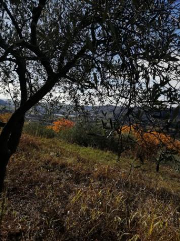 Terreno di 1637 m² in vendita a Val Liona