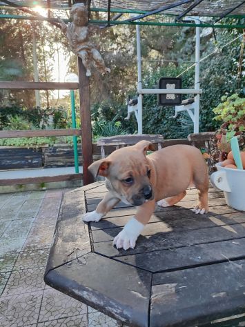 Cucciolo Amstaff con pedigree - Foto 6