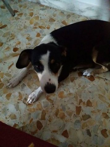 TERRY, dolcissima cagnolina taglia piccola - Foto 3