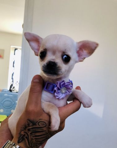 Chihuahua cuccioli - Foto 7
