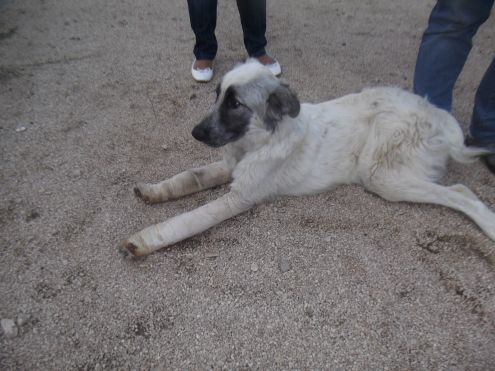 MARLON, cucciolone delizioso - Foto 4