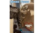 TIGRO, tenero gatto in adozione!