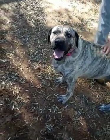 Simil Corso 4anni tigrata trovata al sud magrissima,buonissima SOS AIUTI ROMA