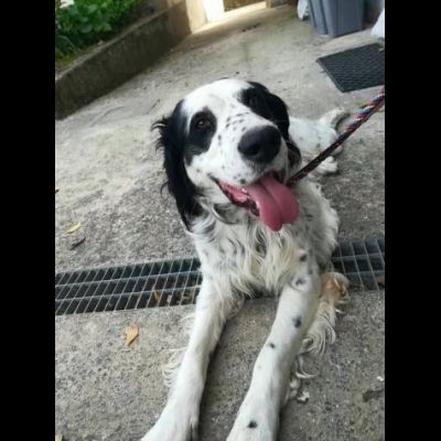 CEDRIC, SETTER INGLESE, UNA MERAVIGLIA CHE CERCA CASA, CANE IN ADOZIONE - Foto 8