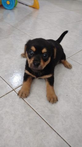 Cagnolino bassotto mix pincher chihuahua