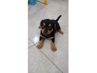 Cagnolino bassotto mix pincher chihuahua