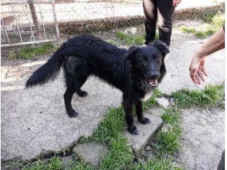 BLACKY, splendido cucciolone mix Pastore Belga