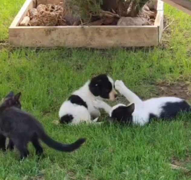 Luisa: 2 mesi taglia contenuta - Foto 8