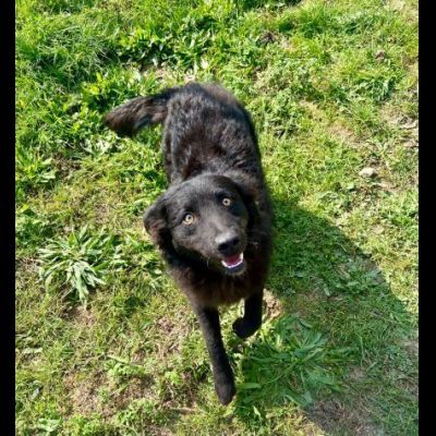 ADOTTA L' ALLEGRIA CAGNOLINO IN ADOZIONE - Foto 10