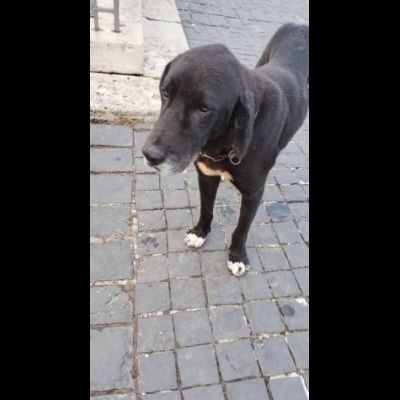 DIEGO, CUORE GRANDE, CANE IN ADOZIONE