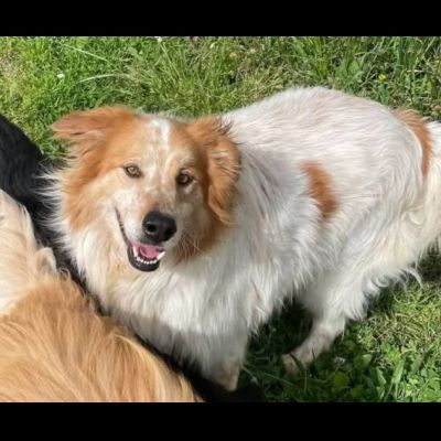 MATTIA ADORABILE CANE IN ADOZIONE