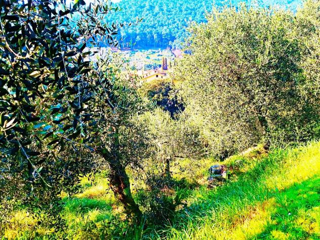 Terreno edif. residenziale in vendita a Buti 5300 mq Rif: 1411798 - Foto 3