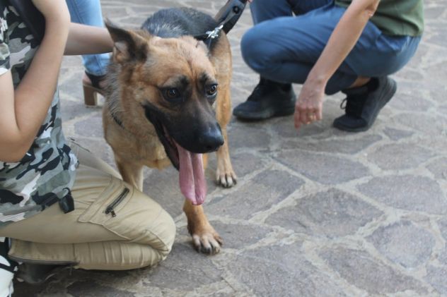 Pastore Tedesco 2anni e 1/2 scartata xchè CIECA E SORDA ma autonoma !! SICILIA - Foto 4