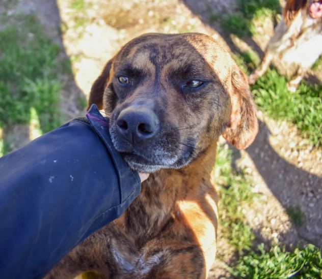 Tigro,un cane che si fa volere bene - Foto 2