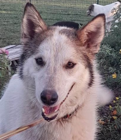 HUSKINA, incrocio collie, adozione del cuore (a Mantova) - Foto 2