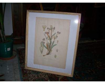 Stampa incisa, soggetto "Valeriana"