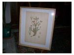 Stampa incisa, soggetto "Valeriana"