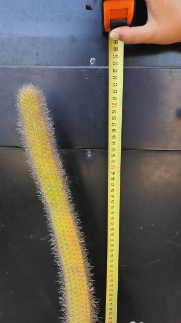 Moka Cactus – Hildewintera Aureispina – Piante Grasse - Foto 6