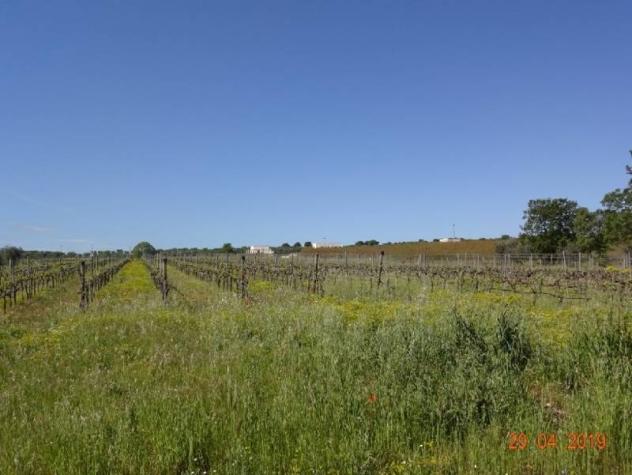 Agriturismo in vendita a Castellana Grotte - Foto 18