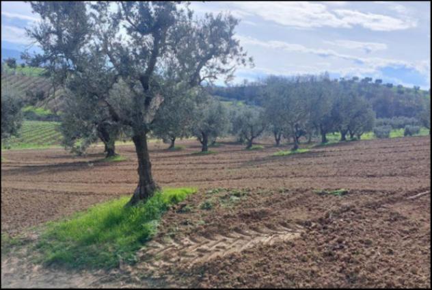 Immobile in asta di 51760 m² in vendita a Altomonte - Foto 13