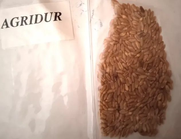 Campioni di Grano antico da semina