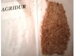 Campioni di Grano antico da semina