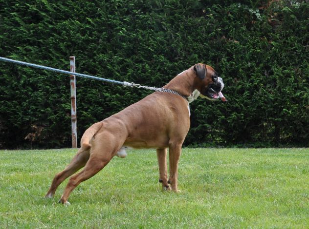 BOXER CUCCIOLI SELEZIONATI VENDO - Foto 2