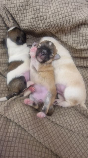 Cuccioli di chihuahua