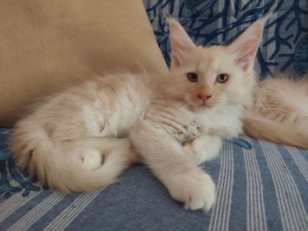 Gatti razza Maine Coon - Foto 10