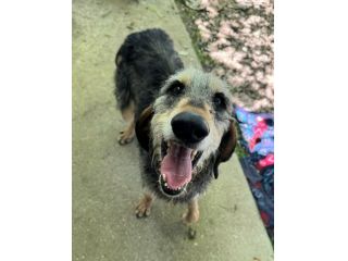 Porthos 5 anni taglia media contenuta