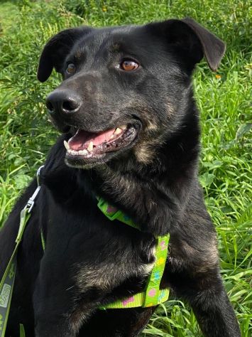 Amos da cucciolo vive in canile - Foto 4