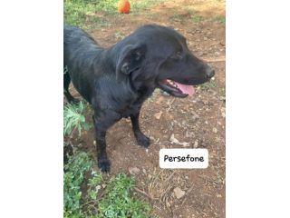 Persefone simil labrador