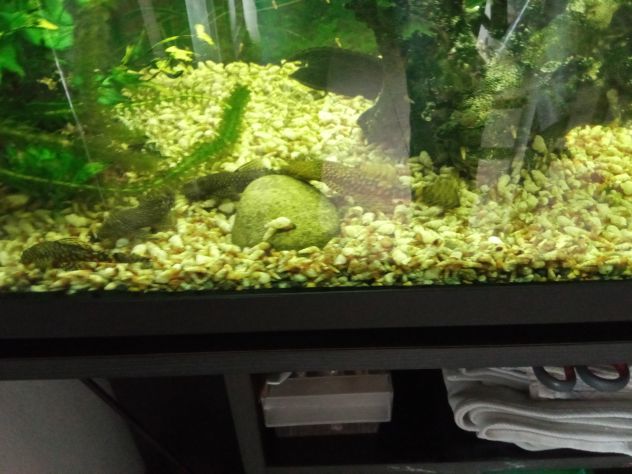 VENDO Pesci pulitore Ancistrus - Ancostrus - Hipostomus - Foto 8