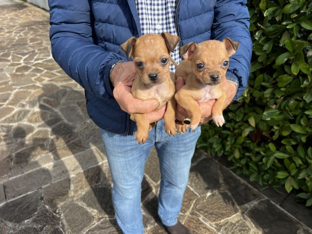 Cuccioli di Chihuahua X Pinscher - Foto 2