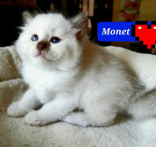 Cuccioli Sacro di Birmania con pedigree - Foto 5