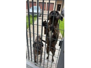 Due sorelline cucciole in adozione