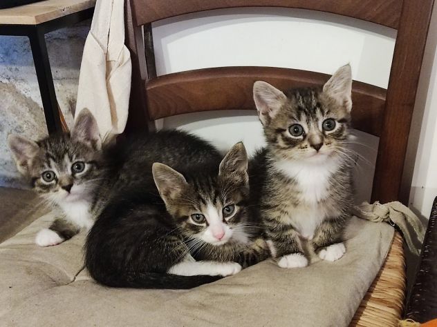 Bellissimi micetti in regalo - Foto 8