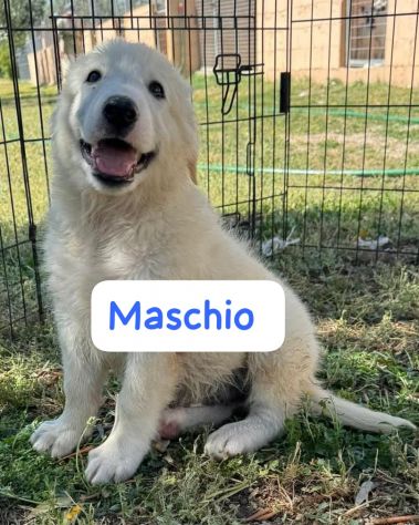 CUCCIOLI 3 MESI