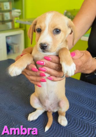 AMBRA,cucciola mix volpino breton