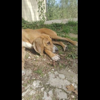 Filippo un amore, cane in adozione - Foto 2