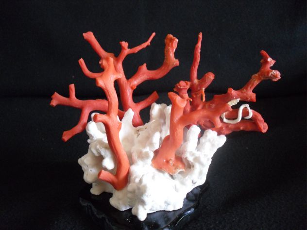 corallo rosso - Foto 3
