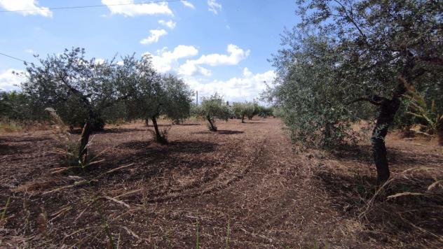 Terreno Agricolo - San Severo . Rif.: Cod. rif 3294216VCG - Foto 5