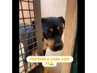 JANETTE molto socievole e dinamica cane in adozione